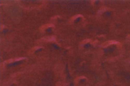 BDC Supply Shimmer Metallic Pigment Packs BDC Equipment & Rental 8 oz. Wine